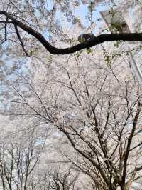 "올림픽 공원"에서 벚꽃 즐겨주기🌸