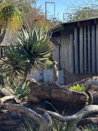 Sydney 絕美動物園 — Taronga Zoo