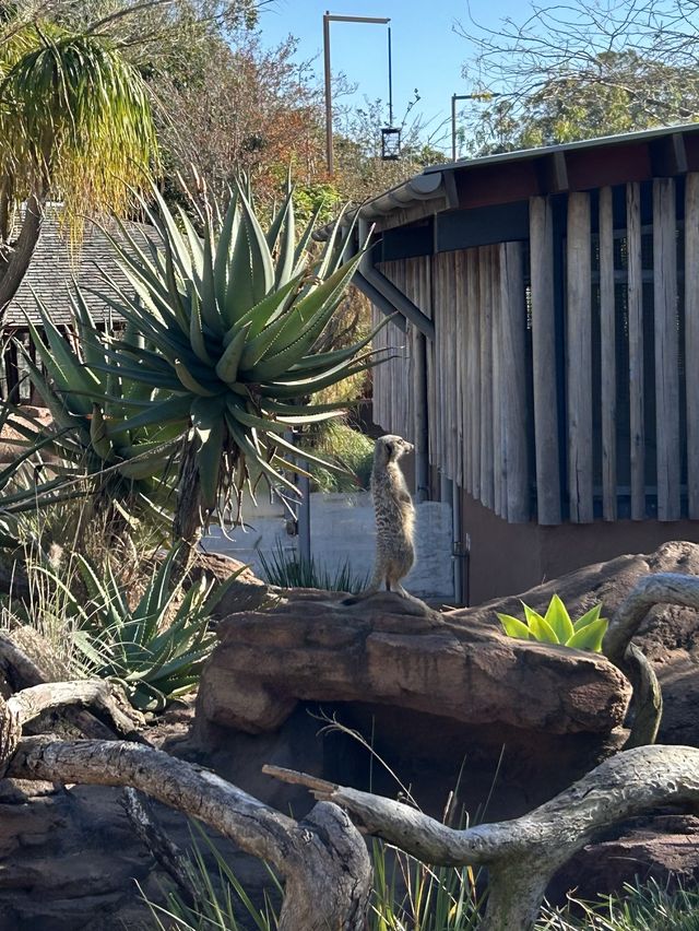 Sydney 絕美動物園 — Taronga Zoo