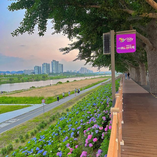 은행나무 길에 수국이?👀