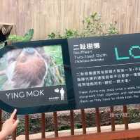 《近距離睇樹懶🦥隱藏的新展館🤩》