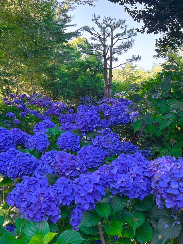 여름제주 하면 역시, 제주 수국여행💜