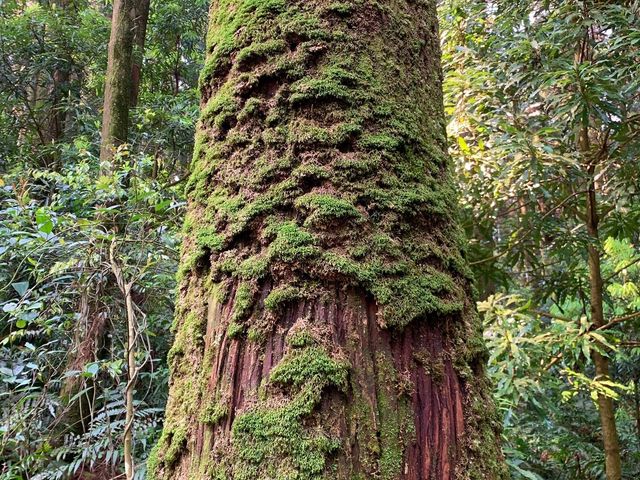 桃園東眼山國家森林公園｜美到極點的自導式步道🌳