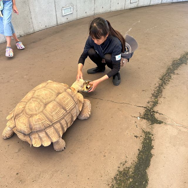 横濱八景島海島樂園