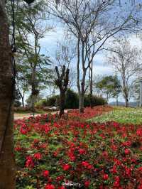 เที่ยวสวยดอกไม้ Flora Park วังน้ำเขียว 🌸