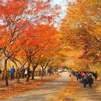 Beautiful Autumn of Naejangsan National Park