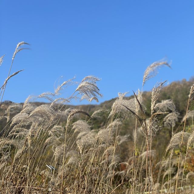 Dayang South Korea in Autumn