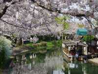 【京都市】桜 x 川 x 舟の風情🌸