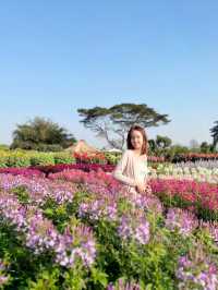 AGA Happy farm สวนดอกไม้แม่แตง เชียงใหม่