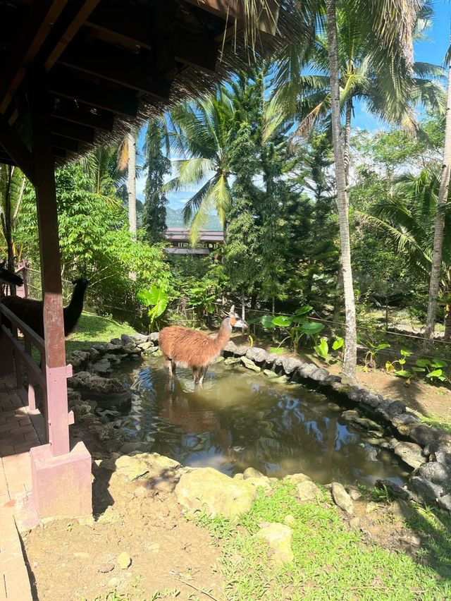 Animal Encounter at Cebu Safari