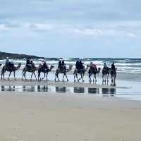 Relaxing camel ride on the dunes and the beach 