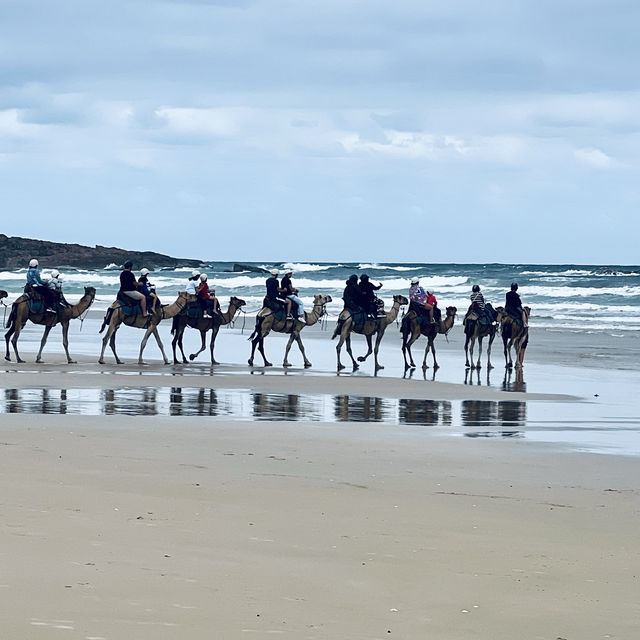 Relaxing camel ride on the dunes and the beach 