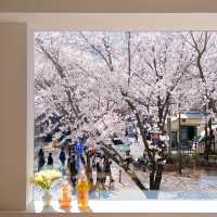 서울에서 현재 가장 예쁜 벚꽃 카페🌸💗