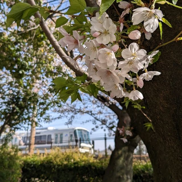 【電車と桜がみえる公園】阪急夙川駅すぐ！