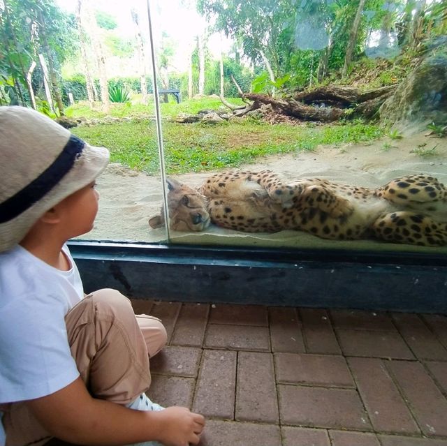 Cebu Safari and Adventure Park🏞️