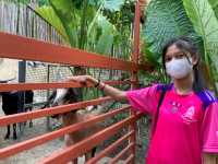 สวนนกภูเก็ต "Phuket Bird Park"