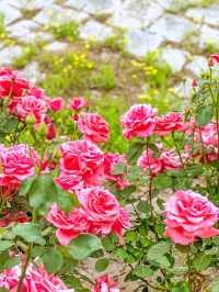 현시각 3가지 꽃을 한번에 볼 수 있는 명소💐