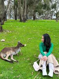 Solo trip to Cleland Wildlife Park. 