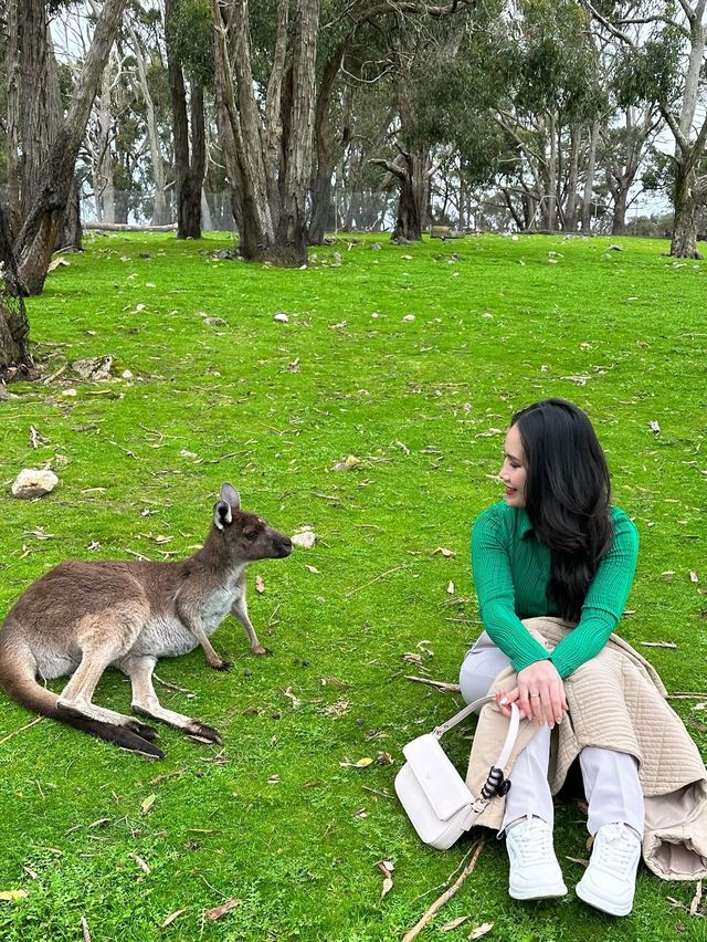 Solo trip to Cleland Wildlife Park. 