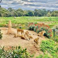 Werribee Open Range Zoo - Victoria, Australia