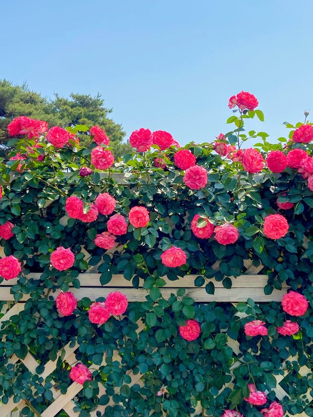 💐 “곡성장미축제” 아직 안 가보셨나요?