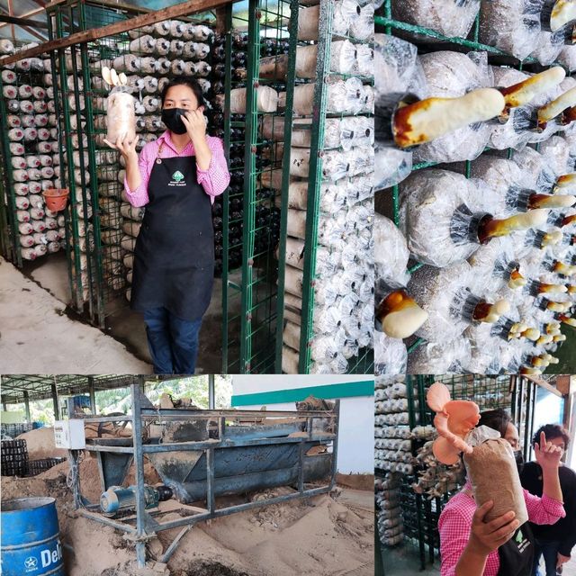 Educational Visit to Wonder Farm Mushroom 