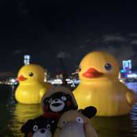 Yellow Ducks are back to Hong Kong 🐤🐤