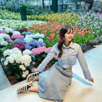 🌷ดอกทิวลิปบานที่ระยอง 🌷