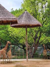 深圳野生動物園：瞬間拉近野生世界與人的距離