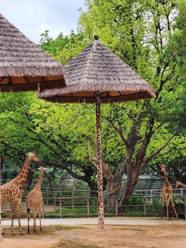 深圳野生動物園：瞬間拉近野生世界與人的距離