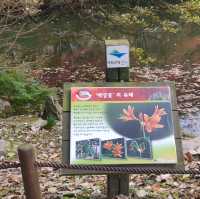 秋夕楓葉紅飄逸🍁四色匯聚內藏山
絕美景色白羊寺