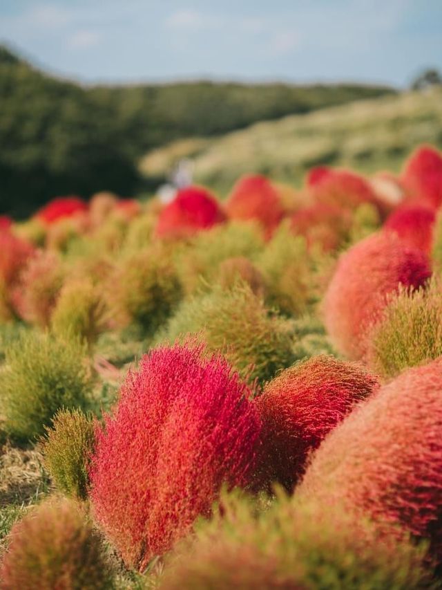 紅海漫遊驚艷絢爛🌺🌊🏞️ 國營常陸海濱公園