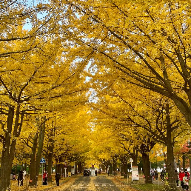 #北海道大學銀杏大道