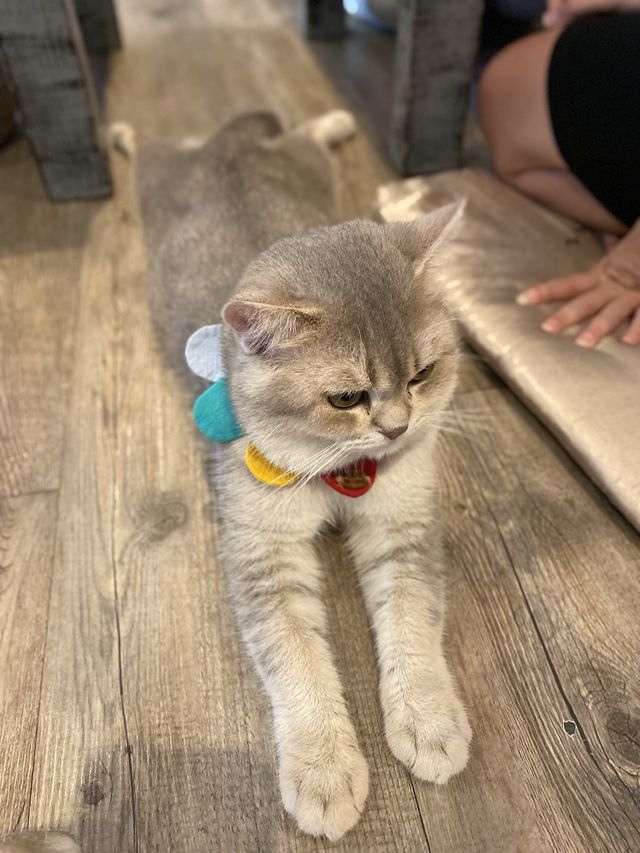 曼谷貓cafe 