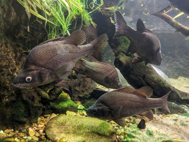 墨爾本水族館半日遊