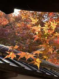 《不能錯過的圓光寺》