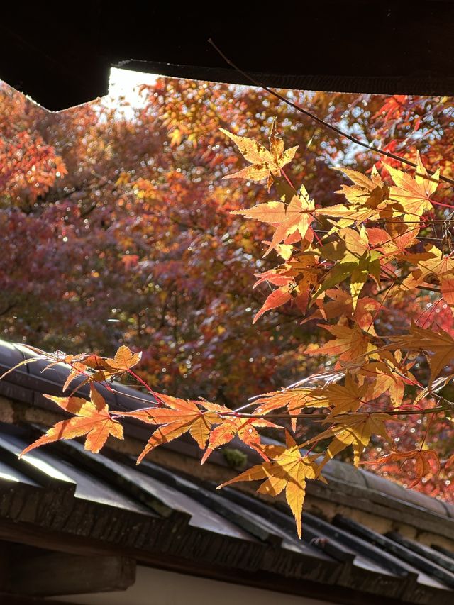 《不能錯過的圓光寺》
