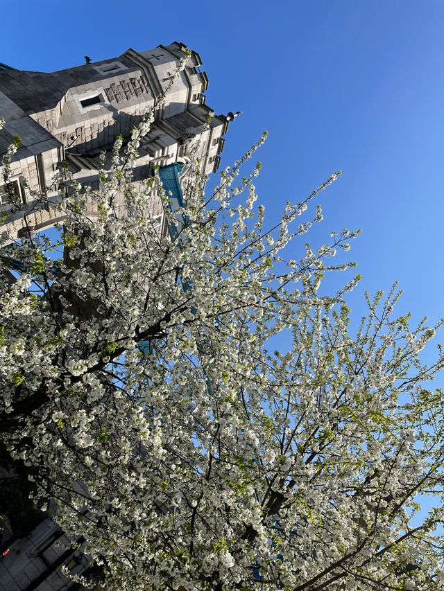 London Eye in Spring 🌸