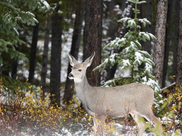 Amazing day in Jasper National Park