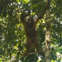 Superb Sanctuary for orangutans in Sepilok!