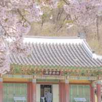 The beautiful walking path of Korea