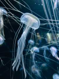 【山形】世界一のクラゲ水族館🪼幻想的なクラゲドリームシアター🌌