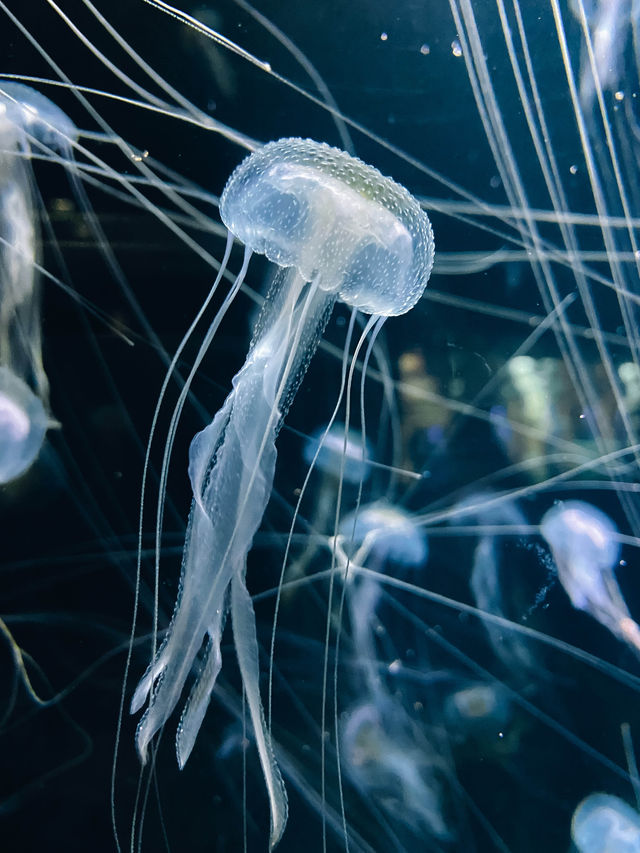 【山形】世界一のクラゲ水族館🪼幻想的なクラゲドリームシアター🌌