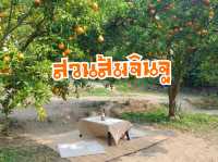 สวนส้มจินจู สวนส้มฟีลเกาหลี@ม่อนแจ่ม