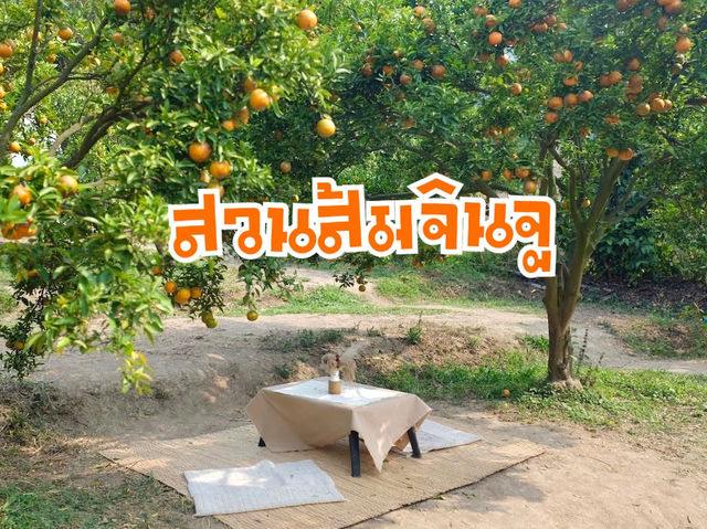 สวนส้มจินจู สวนส้มฟีลเกาหลี@ม่อนแจ่ม