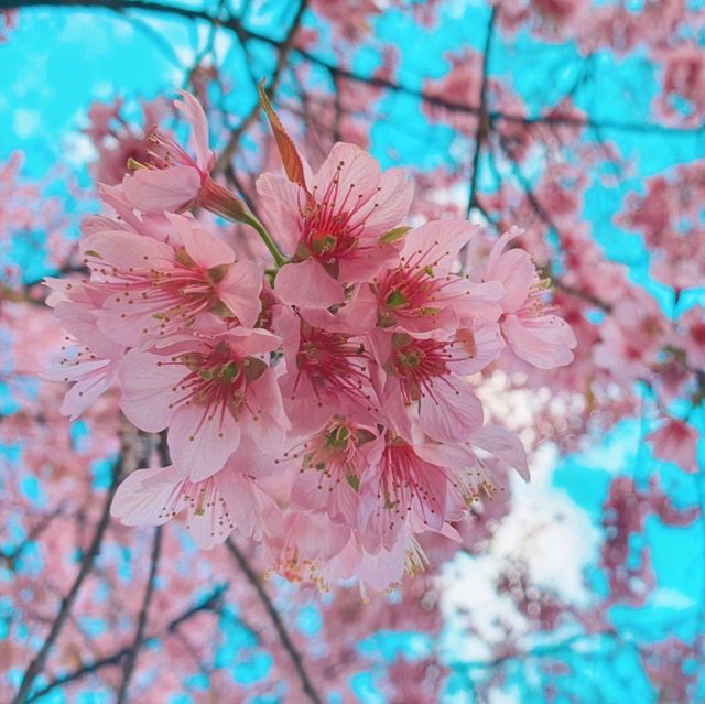 ภูเขาสีชมพู