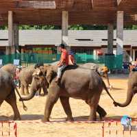Elephant World