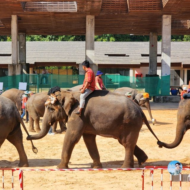 Elephant World