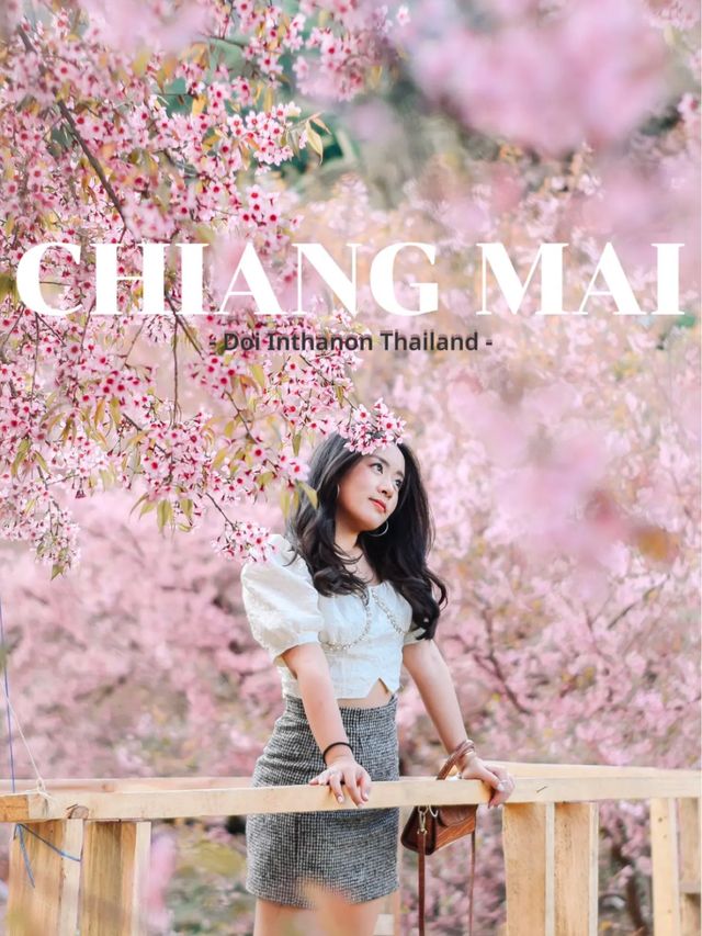 ปักหมุด! จุดชมซากุระเมืองเหมือนอยู่ญี่ปุ่น💕🌸