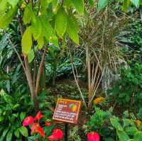 Cacao Greenhouse